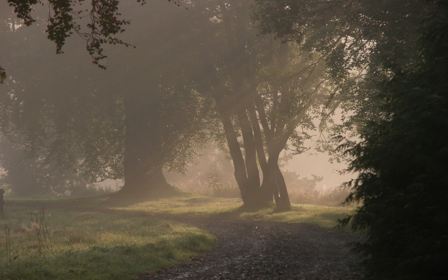 Forests